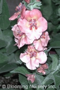 Verbascum 'Helen Johnson'               